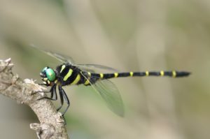 「オニヤンマのハイスペックさとは？虫たちを恐れさせる理由とは」