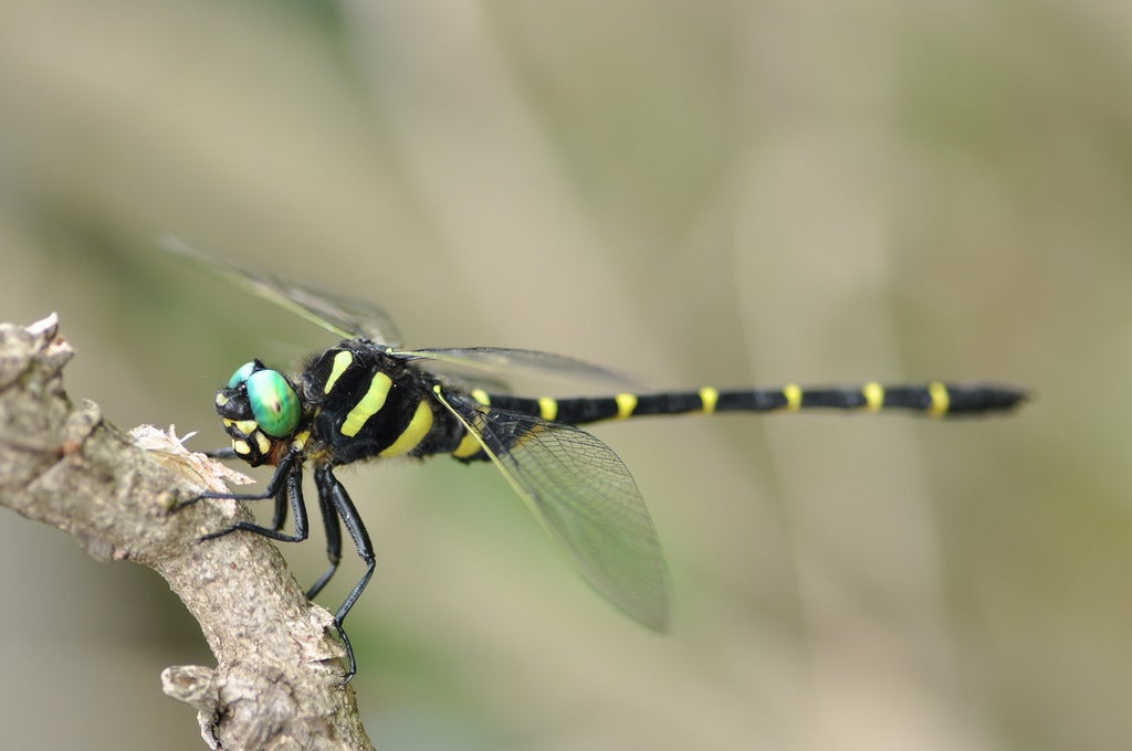 「オニヤンマのハイスペックさとは？虫たちを恐れさせる理由とは」