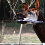 会えなくなるかもしれない生き物図鑑から学ぶ、オカピの野生の真実