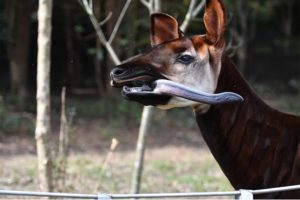 会えなくなるかもしれない生き物図鑑から学ぶ、オカピの野生の真実
