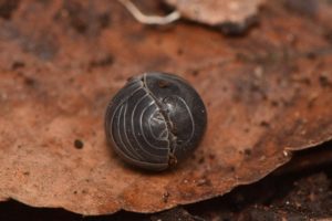 ムシではない!? ダンゴムシの驚きの正体とは？