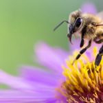 【雑学】小さなハチたちが見せる意外な魅力とその背景