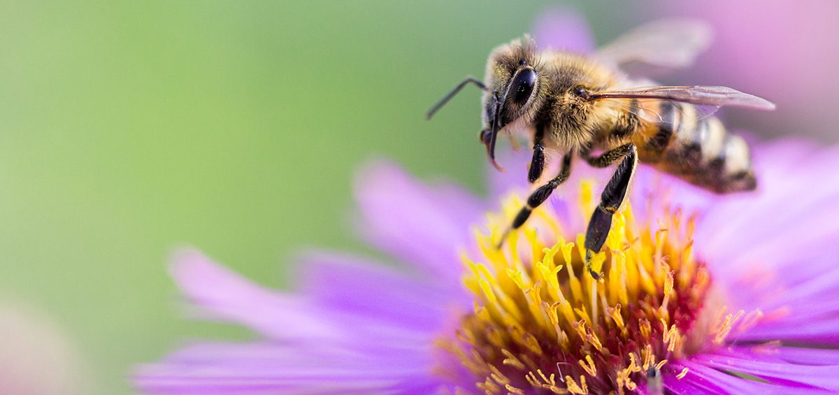 【雑学】小さなハチたちが見せる意外な魅力とその背景