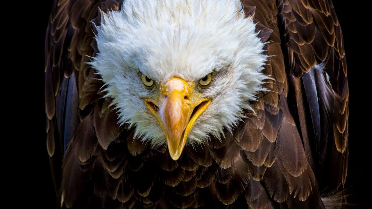 猛禽最強。ワシについての驚くべき事実とは！