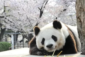 パンダは逆立ちしておしっこをする？知られざる魅力に迫る