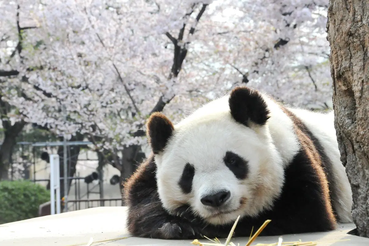 パンダは逆立ちしておしっこをする？知られざる魅力に迫る
